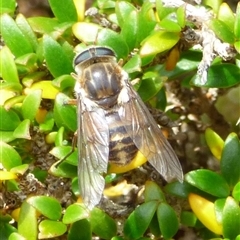 Scaptia jacksonii (horse fly, March fly) at Southwest, TAS - 19 Jan 2025 by VanessaC