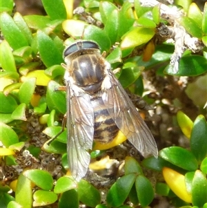 Scaptia jacksonii (horse fly, March fly) at Southwest, TAS by VanessaC