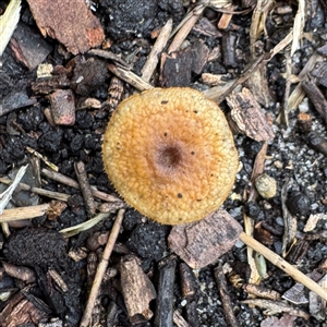 Lentinus arcularius at Linley Point, NSW - 17 Jan 2025 02:32 PM