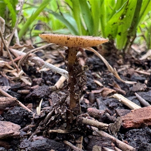 Lentinus arcularius at Linley Point, NSW - 17 Jan 2025 02:32 PM