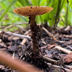 Lentinus arcularius at Linley Point, NSW - 17 Jan 2025 02:32 PM