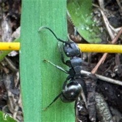 Polyrhachis sp. (genus) (A spiny ant) at Linley Point, NSW - 17 Jan 2025 by Hejor1