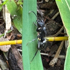 Polyrhachis sp. (genus) at Linley Point, NSW - 17 Jan 2025