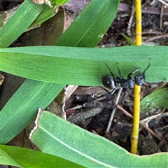 Polyrhachis sp. (genus) at Linley Point, NSW - 17 Jan 2025