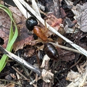 Camponotus nigriceps at Linley Point, NSW - 17 Jan 2025 02:29 PM