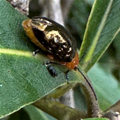 Lamprolina (genus) (Pittosporum leaf beetle) at Linley Point, NSW - 17 Jan 2025 by Hejor1