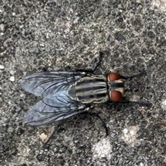 Sarcophaga sp. (genus) (Flesh fly) at Linley Point, NSW - 17 Jan 2025 by Hejor1