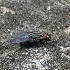 Sarcophaga sp. (genus) at Linley Point, NSW - 17 Jan 2025 02:10 PM