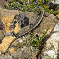 Unidentified Skink at Southwest, TAS - 19 Jan 2025 by VanessaC