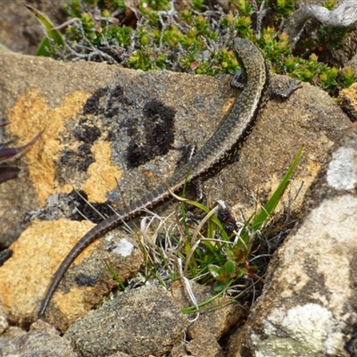 Unidentified Skink at Southwest, TAS - 19 Jan 2025 by VanessaC