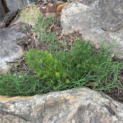 Asparagus aethiopicus at Linley Point, NSW - 17 Jan 2025 by Hejor1