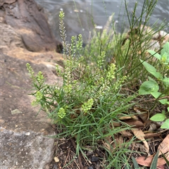 Lepidium sp. at Linley Point, NSW - 17 Jan 2025 by Hejor1