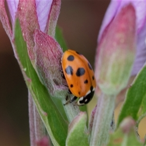 Hippodamia variegata (Spotted Amber Ladybird) at Yaouk, NSW by AlisonMilton