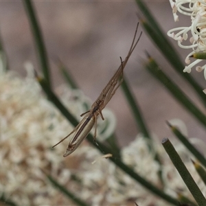 Tetragnatha sp. (genus) (Long-jawed spider) at Yaouk, NSW by AlisonMilton