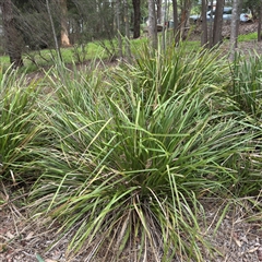 Lomandra longifolia (Spiny-headed Mat-rush, Honey Reed) at Lane Cove, NSW - 17 Jan 2025 by Hejor1