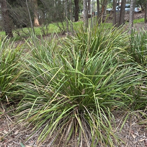 Lomandra longifolia at Lane Cove, NSW - 17 Jan 2025 02:08 PM