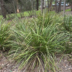 Lomandra longifolia (Spiny-headed Mat-rush, Honey Reed) at Lane Cove, NSW by Hejor1