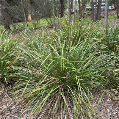 Lomandra longifolia (Spiny-headed Mat-rush, Honey Reed) at Lane Cove, NSW - 17 Jan 2025 by Hejor1