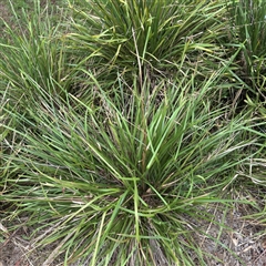 Lomandra longifolia at Lane Cove, NSW - 17 Jan 2025 02:08 PM