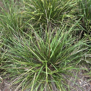 Lomandra longifolia at Lane Cove, NSW - 17 Jan 2025 02:08 PM