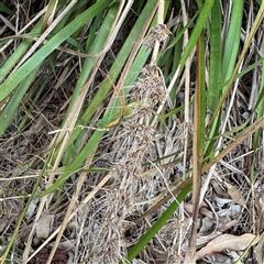 Lomandra longifolia at Lane Cove, NSW - 17 Jan 2025 02:08 PM