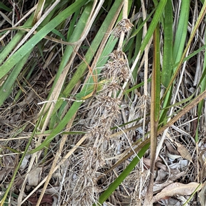 Lomandra longifolia at Lane Cove, NSW - 17 Jan 2025 02:08 PM