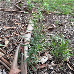 Erigeron sp. at Lane Cove, NSW - 17 Jan 2025 by Hejor1