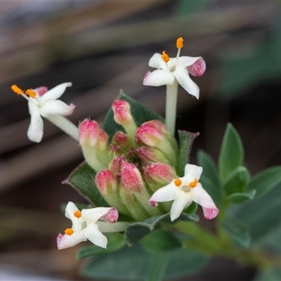 Pimelea sp. at Yaouk, NSW - 5 Dec 2021 by AlisonMilton