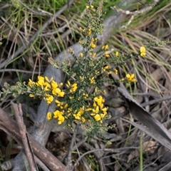 Bossiaea sp. at Mount Clear, ACT - 5 Dec 2021 by AlisonMilton