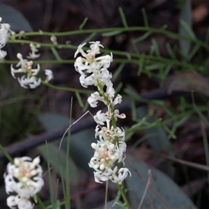 Stackhousia monogyna at Mount Clear, ACT - 5 Dec 2021 04:11 PM