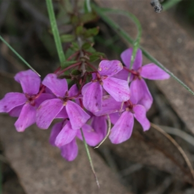 Tetratheca bauerifolia (Heath Pink-bells) at Mount Clear, ACT - 5 Dec 2021 by AlisonMilton