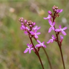 Stylidium sp. at Yaouk, NSW - 4 Dec 2021 by AlisonMilton