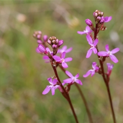 Stylidium sp. (Trigger Plant) at Yaouk, NSW - 5 Dec 2021 by AlisonMilton