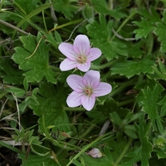 Geranium sp. at Yaouk, NSW - 4 Dec 2021 by AlisonMilton