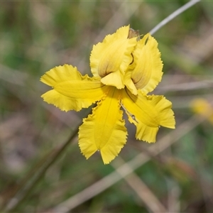 Goodenia paradoxa (Spur Goodenia) at Yaouk, NSW - 5 Dec 2021 by AlisonMilton