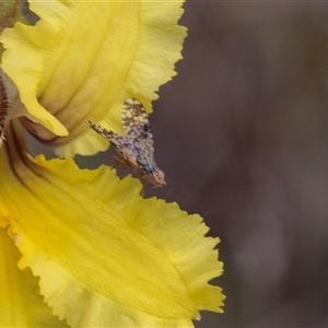 Austrotephritis poenia (Australian Fruit Fly) at Yaouk, NSW by AlisonMilton