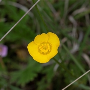 Ranunculus sp. (Buttercup) at Yaouk, NSW - 5 Dec 2021 by AlisonMilton