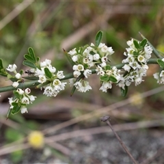 Discaria pubescens (Australian Anchor Plant) at Yaouk, NSW - 5 Dec 2021 by AlisonMilton