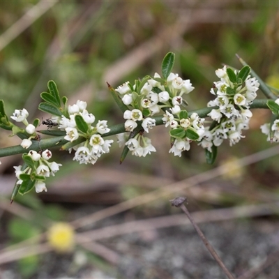 Discaria pubescens (Australian Anchor Plant) at Yaouk, NSW - 5 Dec 2021 by AlisonMilton