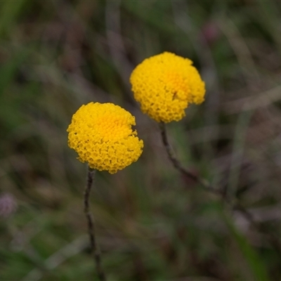 Leptorhynchos squamatus (Scaly Buttons) at Yaouk, NSW - 5 Dec 2021 by AlisonMilton