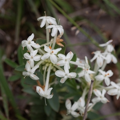 Pimelea linifolia subsp. caesia (Slender Rice Flower) at Yaouk, NSW - 5 Dec 2021 by AlisonMilton