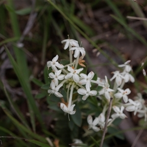 Pimelea linifolia subsp. caesia at Yaouk, NSW - 5 Dec 2021