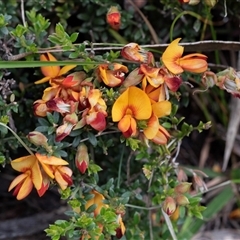 Pultenaea procumbens at Yaouk, NSW - 5 Dec 2021 by AlisonMilton