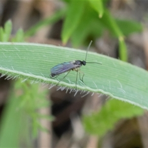 Sciaridae sp. (family) at Yaouk, NSW - 5 Dec 2021 11:01 AM