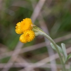 Chrysocephalum apiculatum (Common Everlasting) at Yaouk, NSW - 5 Dec 2021 by AlisonMilton