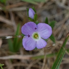 Veronica gracilis (Slender Speedwell) at Yaouk, NSW - 5 Dec 2021 by AlisonMilton