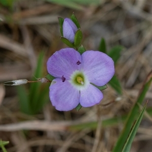 Veronica gracilis (Slender Speedwell) at Yaouk, NSW - 5 Dec 2021 by AlisonMilton