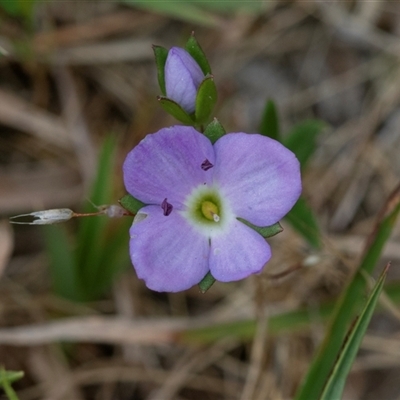 Veronica gracilis (Slender Speedwell) at Yaouk, NSW - 5 Dec 2021 by AlisonMilton