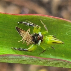 Mopsus mormon (Green Jumping Spider) at Burnside, QLD - 19 Jan 2025 by clarehoneydove