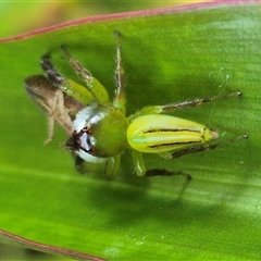 Mopsus mormon at Burnside, QLD - suppressed